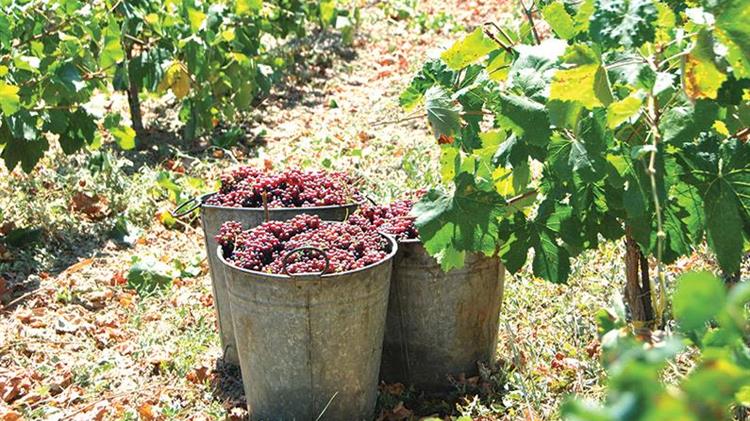 Ο εμπαιγμός στους σταφιδοπαραγωγούς Ηλείας αναφορικά με τις προσφερόμενες τιμές, τους αναγκάζει να κλείσουν τη σταφίδα στις αποθήκες τους