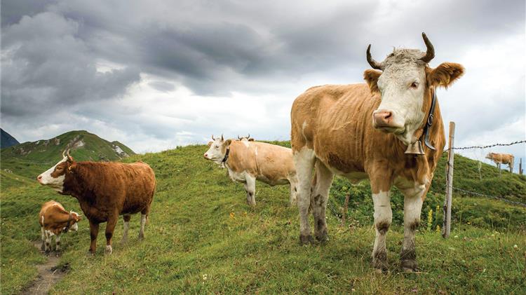 Large carnivores – A threat to the welfare of humans and domestic animals in rural areas