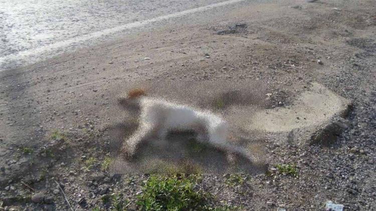 Ημαθία: Πρόγραμμα περισυλλογής νεκρών ζώων