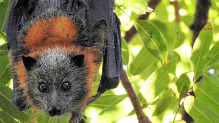 Γ. Αμυράς:Με τις νυχτερίδες θα αυξηθεί η χρήση των αγροτικών εκτάσεων