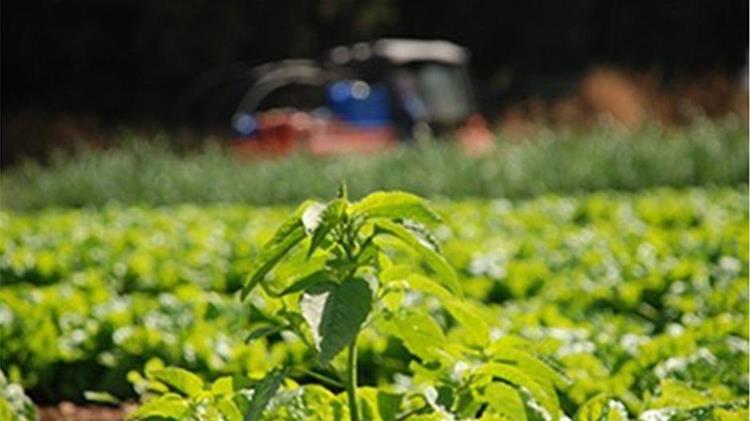 Πώς να ξεκινήσετε μια κάθετη καλλιέργεια