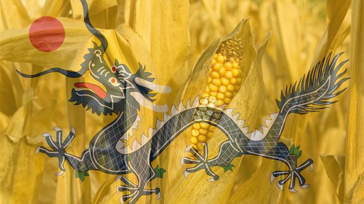 Κίνα: Μείωvει τις εκτιμήσεις για κατανάλωση καλαμποκιού για το 2022