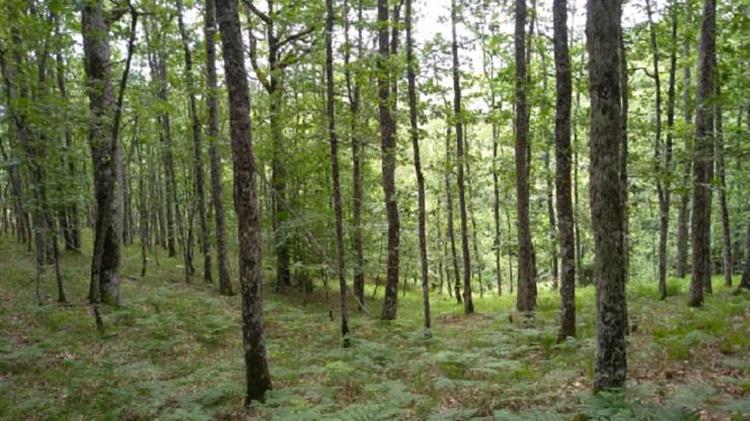 Συστήνονται Ειδικές Μονάδες Δασικών Επιχειρήσεων σε 6 πόλεις της χώρας
