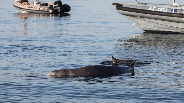 Σε εξέλιξη επιχείρηση διάσωσης θαλάσσιου κήτους στον Άλιμο