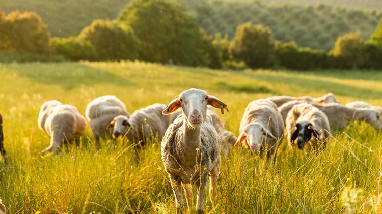H πρώτη πιστοποίηση ελληνικής κτηνοτροφικής μονάδας για την ευζωία των παραγωγικών ζώων είναι γεγονός
