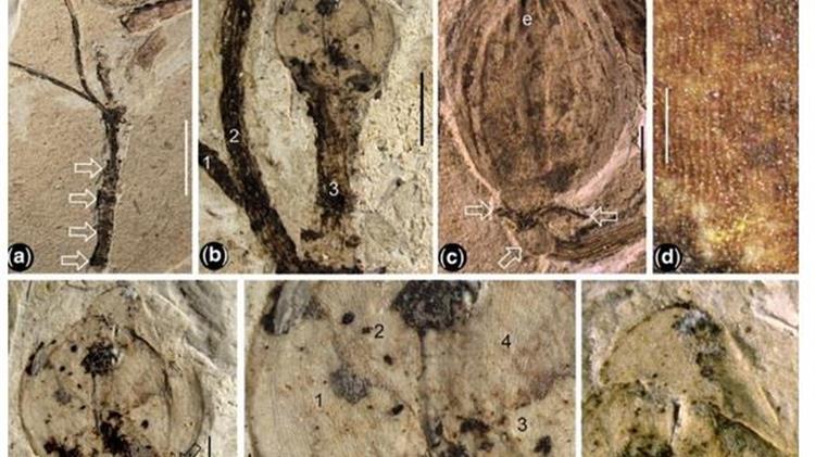 Ανακαλύφθηκε στην Κίνα το αρχαιότερο στον κόσμο απολιθωμένο μπουμπούκι λουλουδιού ηλικίας 164 εκατομμυρίων ετών
