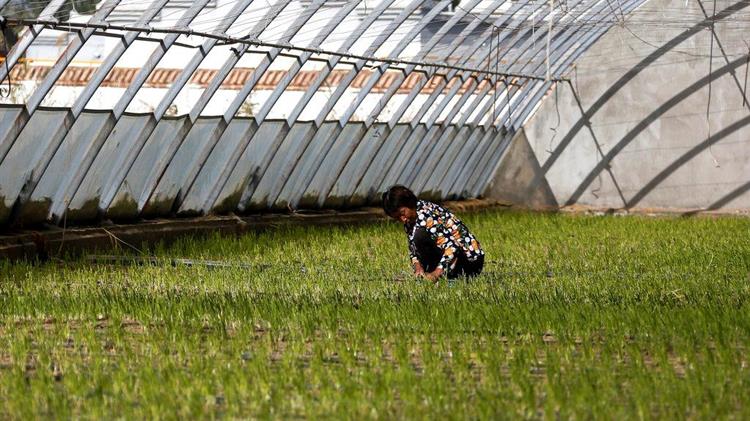 Η Κίνα θα επιτρέψει τις γονιδιακά επεξεργασμένες καλλιέργειες για την επισιτιστική ασφάλεια