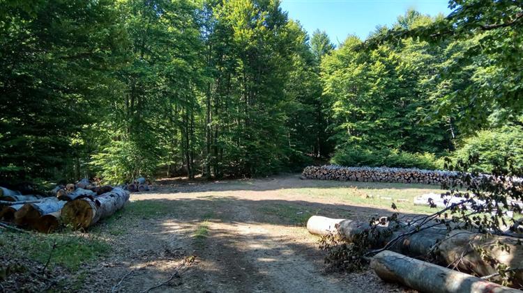 Κιλκίς: Δάσος Κούπας-Επίσημα στην Ομοσπονδία Ευρωπαϊκών Πάρκων