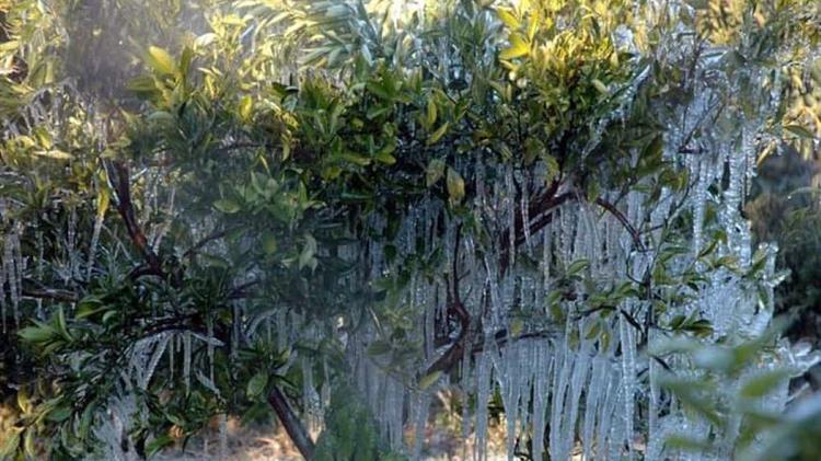 «Να αποζημιωθούν οι αγρότες της Αργολίδας για τη ζημιά που υπέστησαν»