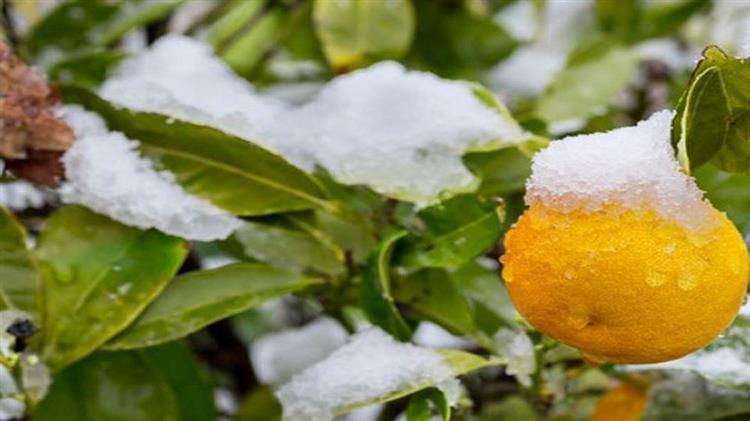 Μέχρι 10 Ιουνίου θα δοθεί η προκαταβολή αποζημιώσεων στους παραγωγούς εσπεριδοειδών