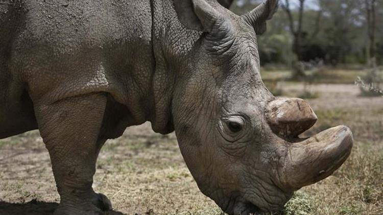 Νότια Αφρική: Ένας ρινόκερος επέστρεψε στην άγρια ζωή έξι χρόνια έπειτα από μια άγρια επίθεση