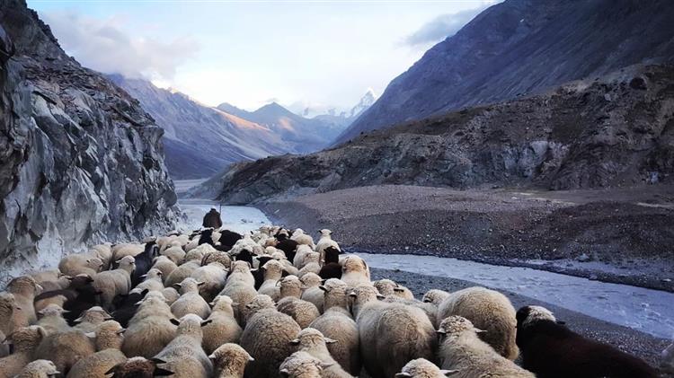 ΑΚΚΕΛ: Γιατί οι κυβερνήσεις στην Ελλάδα δεν ζητούν την επιδότηση βοσκής αιγοπροβάτων όπως έκανε η Γερμανία;