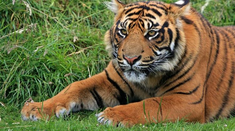 Covid-19: Πειραματικός εμβολιασμός ζώων, σε ζωολογικό πάρκο στο Σαντιάγο της Χιλής