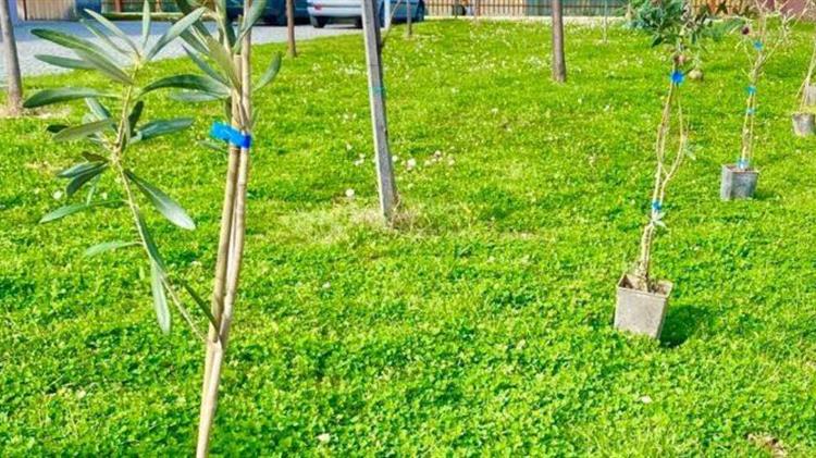 Η κλιματική αλλαγή οδηγεί ορισμένους παραγωγούς κρασιού του Μπορντό να φυτεύουν ελιές