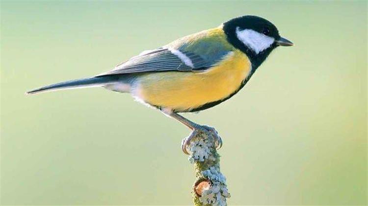 Νέα συντονισμένη επιχείρηση κατάσχεσης άγριων πτηνών στον Σχιστό