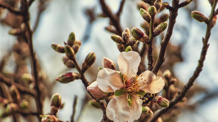 Αίτημα αποζημίωσης για τους καλλιεργητές αμυγδαλιάς της Αμφίπολης λόγω παγετού