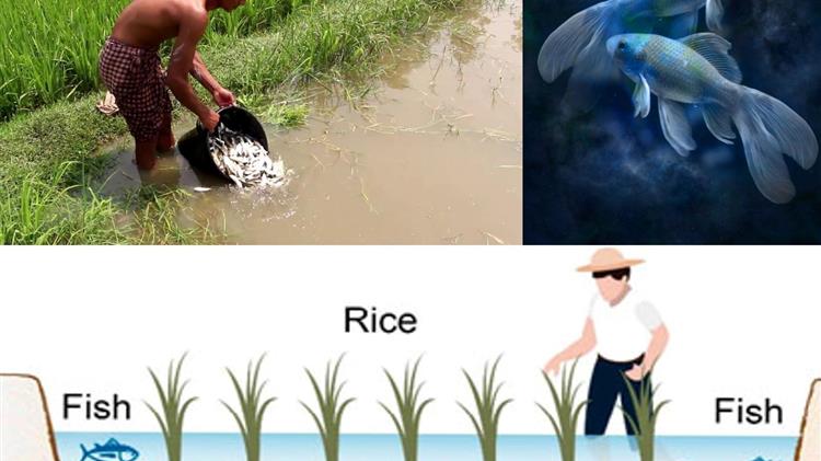Παραγωγή ρυζιού: Φυτοφάρμακα τέλος! Βρέθηκε τρόπος καλλιέργειας φιλικός προς το περιβάλλον
