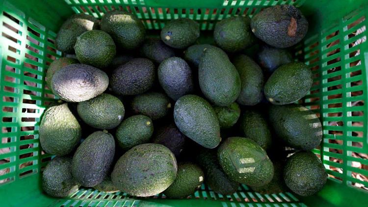 Μεξικό: Ο πόλεμος του «πράσινου χρυσού»