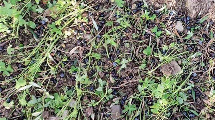 Σε απόγνωση οι ελαιοπαραγωγοί - Όλα εναντίον τους