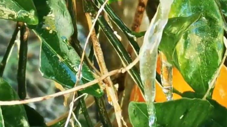 Σε απόγνωση οι παραγωγοί πορτοκαλιών στην Αργολίδα