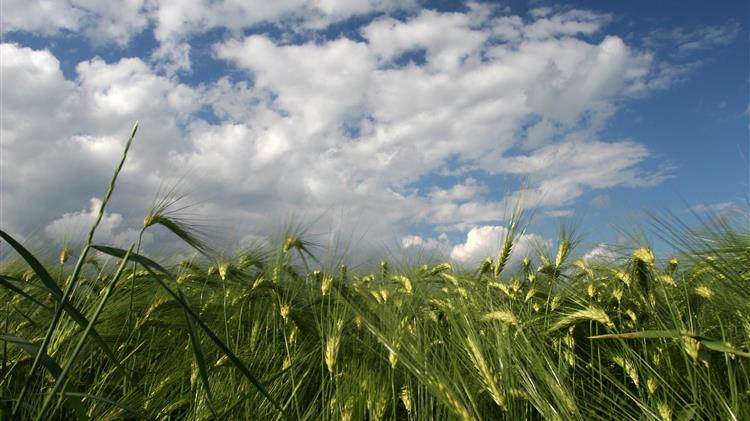 Οι εισαγωγές σιταριού της Τουρκίας από την Ουκρανία σημείωσαν ρεκόρ