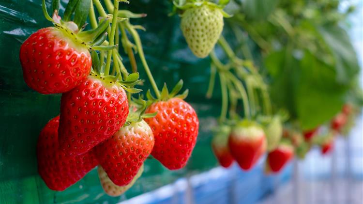 «Γιγαντιαίες» φράουλες χάρη στις ιδανικές ανοιξιάτικες συνθήκες