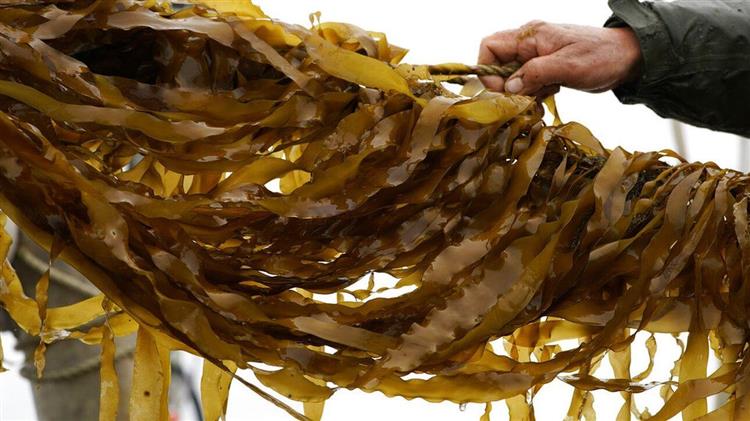 Ινδική startup φέρνει επανάσταση στη γεωργία των ωκεανών με πρωτοποριακό μηχάνημα