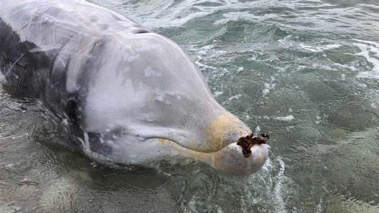 Επιτυχής η διάσωση και της τρίτης ραμφοφάλαινας στη δυτική ακτογραμμή της Κέρκυρας