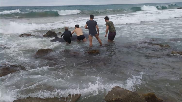 Επιτυχής διάσωση δύο ραμφοφαλαινών στη Δυτική Κέρκυρα