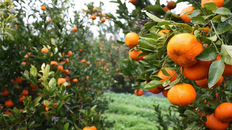 Υπογράφτηκε η ΚΥΑ για ενισχύσεις για κλημεντίνη, επίσπορη και βιομηχανική πατάτα- Ενίσχυση στους οστρακοκαλλιεργητές