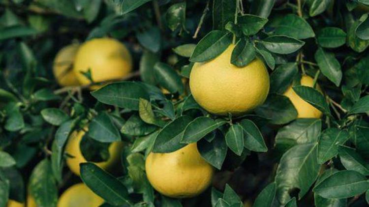 Υπογράφηκε από τον περιφερειάρχη Πελοποννήσου Π. Νίκα η προγραμματική με τον ΕΛΓΟ “Δήμητρα” για τα υποτροπικά είδη