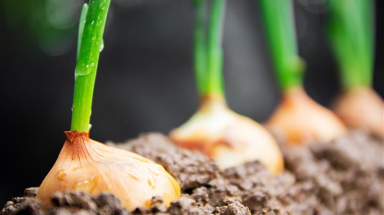 Χορηγήθηκε άδεια διάθεσης στην αγορά στο εντομοκτόνο BENEVIA