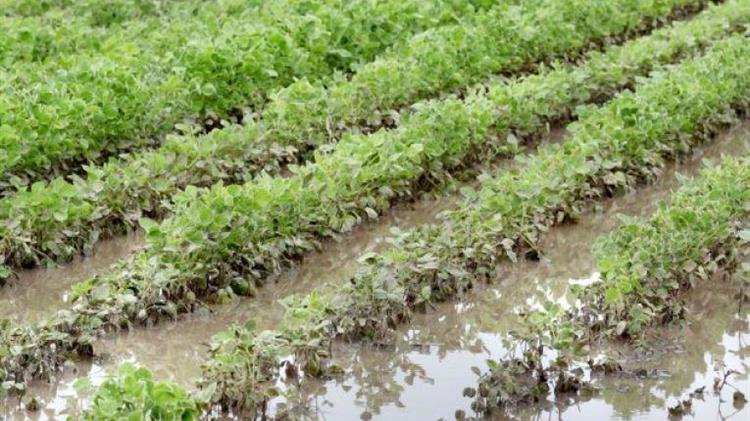 Καταγραφή ζημιών σε φυτικό κεφάλαιο / πάγιες εγκαταστάσεις από κλιμάκια του ΕΛΓΑ