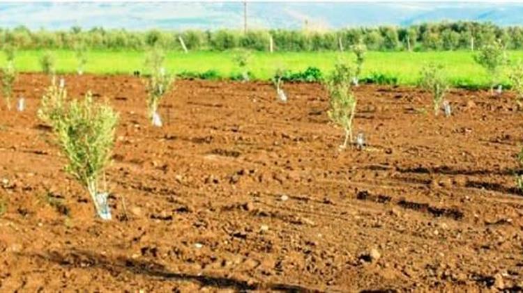 Φύτευση ελαιοδένδρων στον Δήμο του Πύργου Ηλείας στα πλαίσια της Πρωτοβουλίας του ΚΕΠΑ