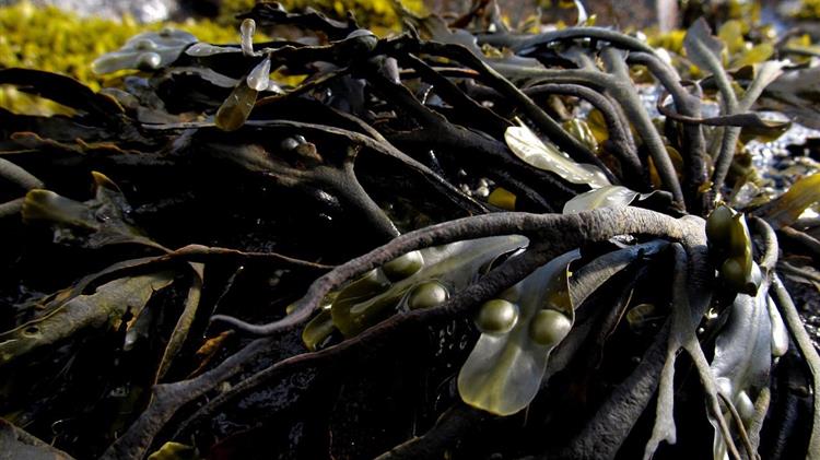 Η Επιτροπή εγκαινιάζει μια πλατφόρμα για την προώθηση της παραγωγής και της χρήσης φυκών