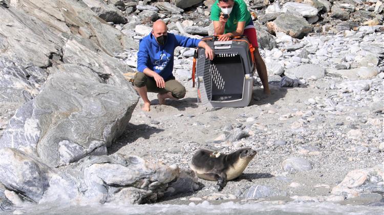 Απελευθέρωση Μεσογειακής Φώκιας στην προστατευόμενη περιοχή της Γυάρου
