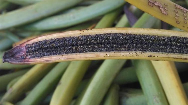 Βανίλια: Οι κυκλώνες πιέζουν την τιμή του προϊόντος