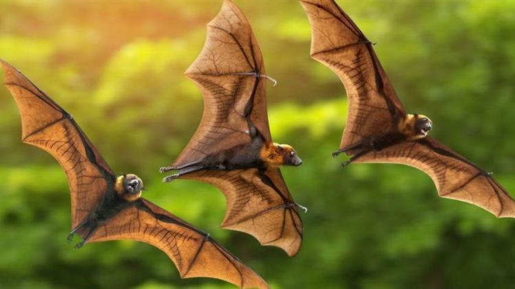 Το μυστικό για την υγιή γήρανση μπορεί να βρίσκεται στις νυχτερίδες