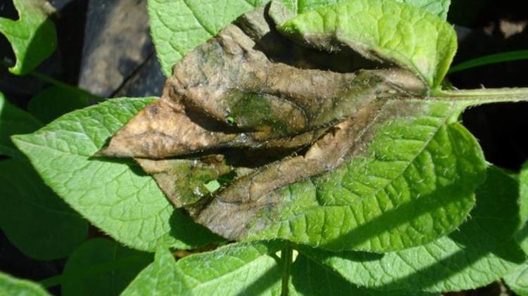 Περονόσπορος στην πατάτα