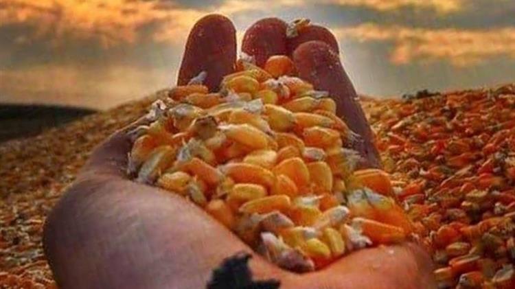 Η κρίση στην αγορά ζωοτρόφων- Ποιες είναι οι αιτίες που φτάσαμε εδώ;