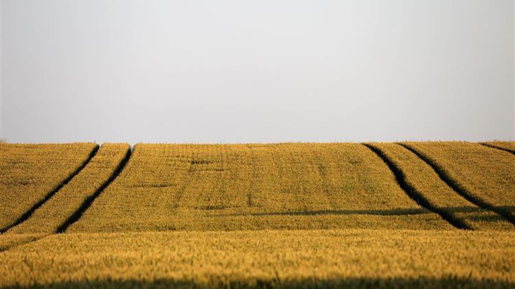 Ρωσία: Αναμένει «ρεκόρ» 150 εκατομμυρίων τόνων συγκομιδής σιτηρών το 2022