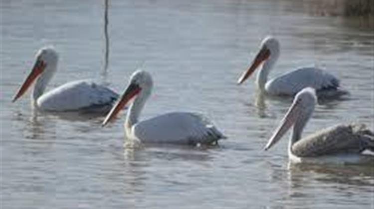 Γρίπη των πτηνών: Ανιχνεύθηκαν νέα κρούσματα