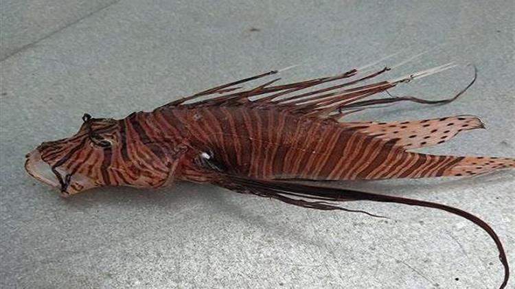 Συναγερμός στην Πρέβεζα για δηλητηριώδες ψάρι