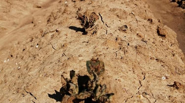 Κατρίνης: Άμεση ανάγκη στήριξης των πληττόμενων παραγωγών της Ηλείας από τον πρόσφατο παγετό