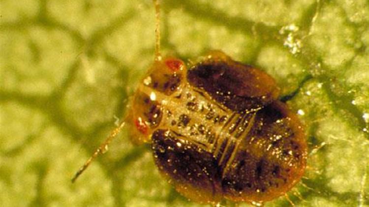 Ψύλλα της αχλαδιάς