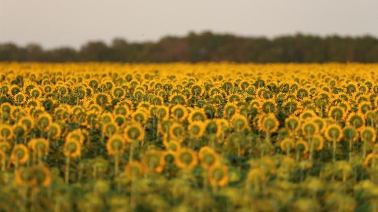 Έβρος: Να μπει ο ηλίανθος στο οικολογικό σχήμα 31 – Κοινό αίτημα των 3 Αγροτικών Ενώσεων