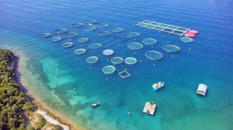 Νέα πρόσκληση για χρηματοδότηση παραγωγικών επενδύσεων στην υδατοκαλλιέργεια από το ΠΑΛΥΘ