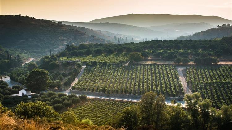 Αμπελοκαλλιέργεια: Απειλή η μικρή παραγωγή το μεγάλο κόστος και διαχρονικά προβλήματα