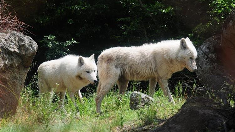 «Σε απόγνωση κτηνοτρόφοι της Αιτωλοακαρνανίας, Ευρυτανίας, Φωκίδας, Βοιωτίας και Φθιώτιδας με αφορμή την αύξηση επιθέσεων λύκων στα ζώα τους»