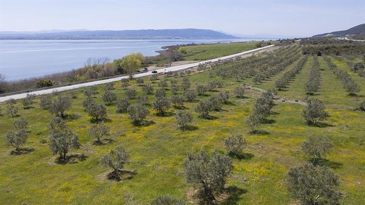 Απειλή για τις ελιές στην Κρήτη